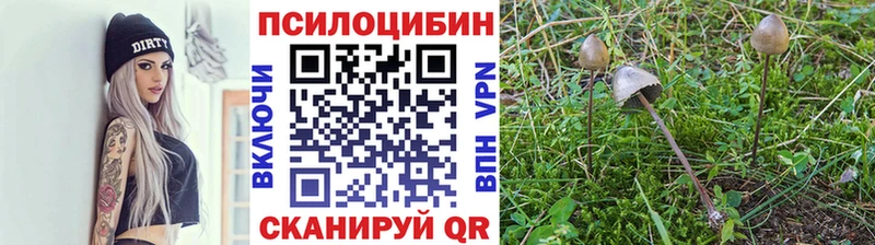 гидра зеркало  Пошехонье  Галлюциногенные грибы Psilocybe 
