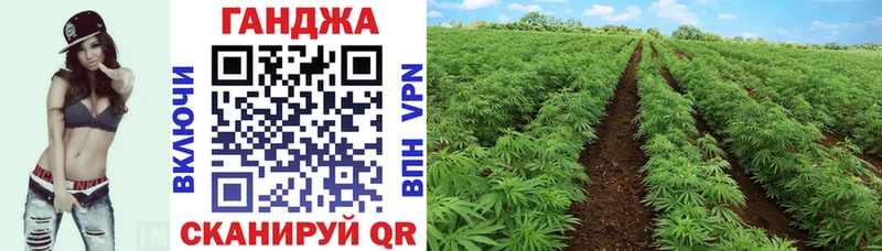 Бошки марихуана Ganja  как найти закладки  даркнет состав  Пошехонье 